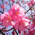 2020【河津桜の開花予想】愛知や静岡のおススメ穴場スポット